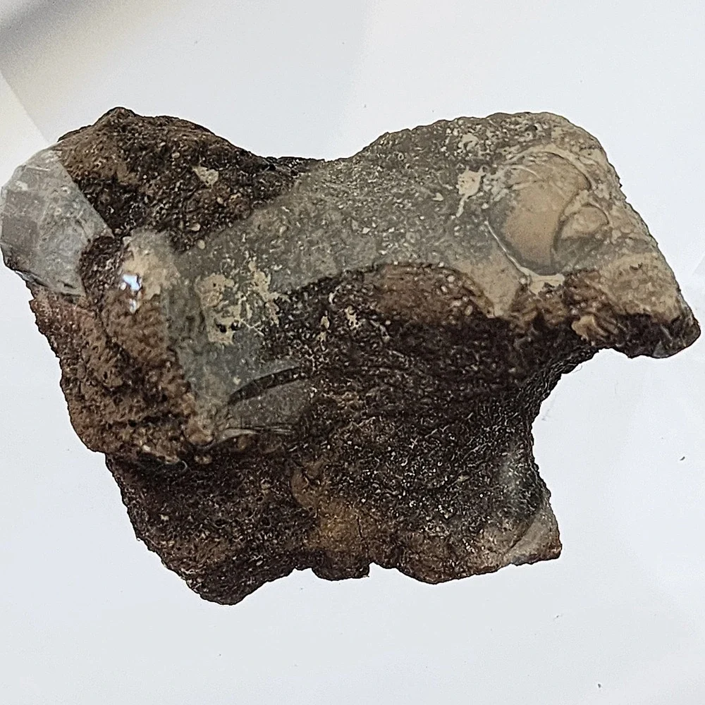 Unique Heart Shaped Late Cretaceous Period Fossil Cluster in Matrix Display Rare